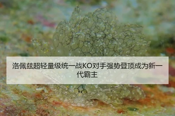 洛佩兹超轻量级统一战KO对手强势登顶成为新一代霸主